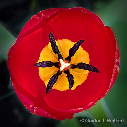 First Tulip 2013_DSCF01661-3.jpg - Photographed at Smiths Falls, Ontario, Canada.